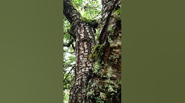 Amazing color, textures on this tree 9-26-24