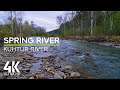 Calming Sounds of Mountain Forest River - Flowing Water &amp; Bird Songs - 4K Spring Day by Kuhtur River