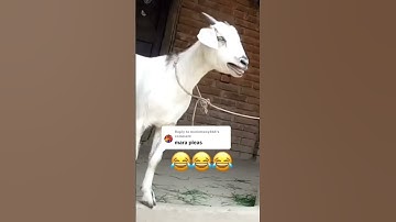Thumbnail of Goat call Mariam #viral #trending #viral #toutlemonde