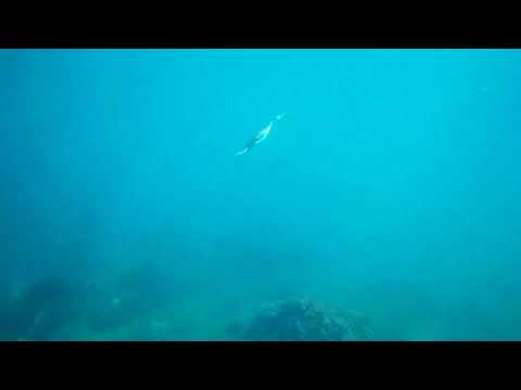 Обитатели Черного моря. Баклан на охоте. Взгляд из-под воды