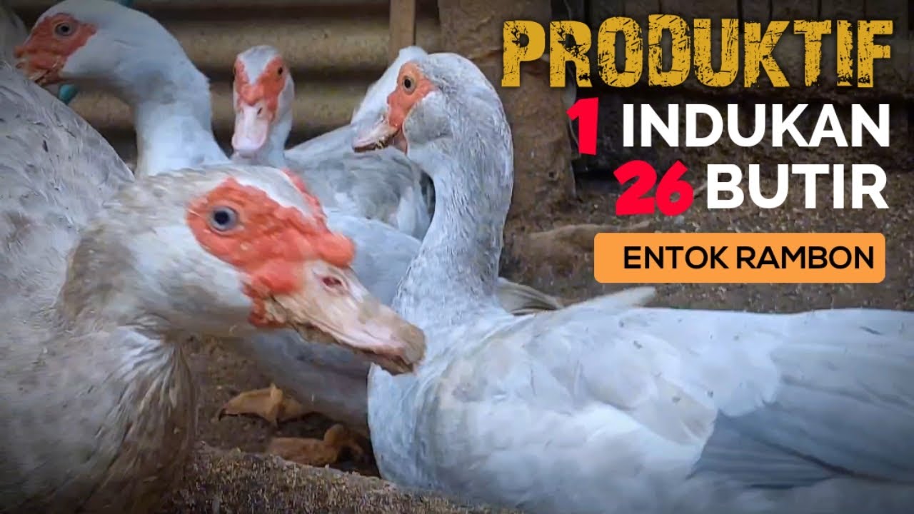LUAR BIASA ! TERNAK ENTOK RAMBON 1 INDUKAN BERTELUR 26 BUTIR - YouTube