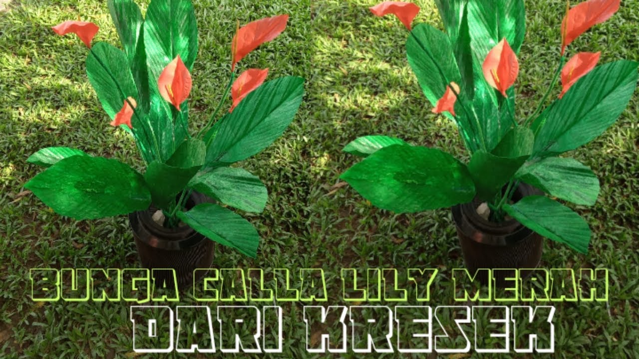  Cara  membuat  tanaman  hias  bunga CALLA LILY dari  kresek  