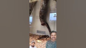 Python life 🐍😱 #shortsviral #shorts #viral #shortsfeed #python #shortvideo