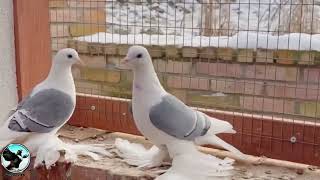 Silesian Swallow plainheaded Saxon Wing Pigeon