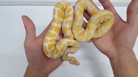 Ball Python - Compare Albino to Candino