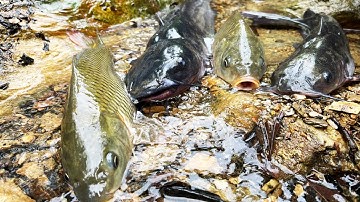 Bắt Các Loại Cá Trê, Cá Bò, Cá Chép, Cá Nheo, Cá Suối, Lươn Đồng, Cá Dọn Bể - Động Vật Dưới Nước