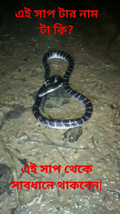Download lagu এই 🐍সাপটার নাম কী? এই সাপ থেকে সাবধান থাকুন@debabratabhunia7848#short#kalach#virelsnake#vanem snake