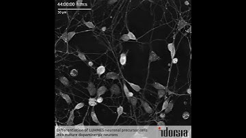 Idorsia - Differentiation of LUHMES neuronal precursor cells into mature dopaminergic neurons