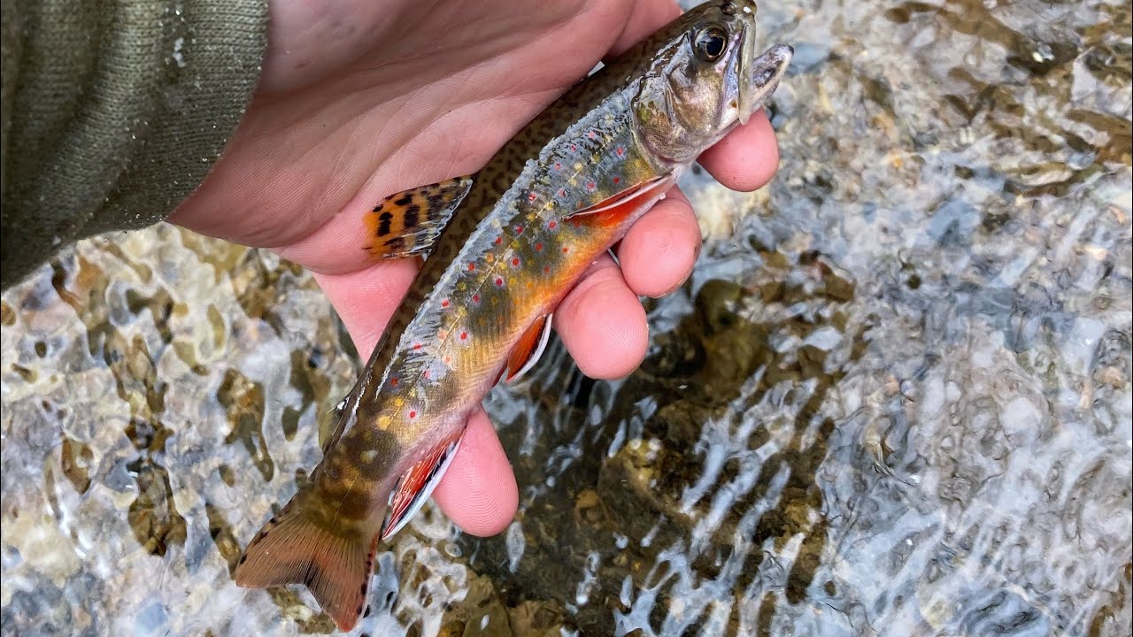 Pennsylvania opening day of trout season YouTube