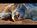Green Sea Turtle Conservation Facts