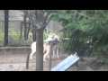 大森山動物園　シンリンオオカミ　仲良し夫婦