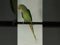 Parrot voice talking shorts youtubeshots viral parrots