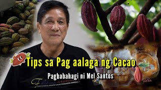 Gabay sa Pag Tatanim ng Cacao