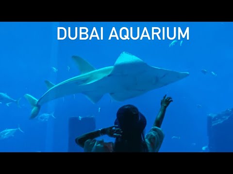 Video: Okeanariumas Dubai Mall: aprašymas, funkcijos, įdomūs faktai ir apžvalgos