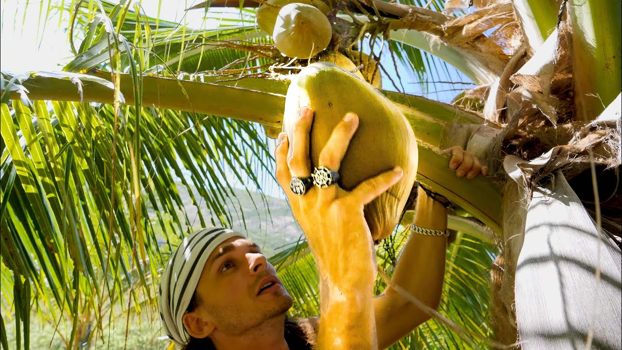 HOW TO COLLECT COCONUTS Ep.12