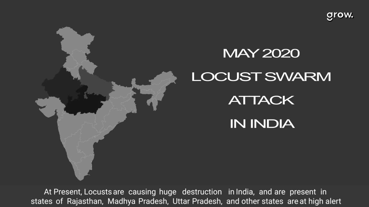 Locust- The Destructive Creature | Animation | Kanishk On Motion| Grow ...