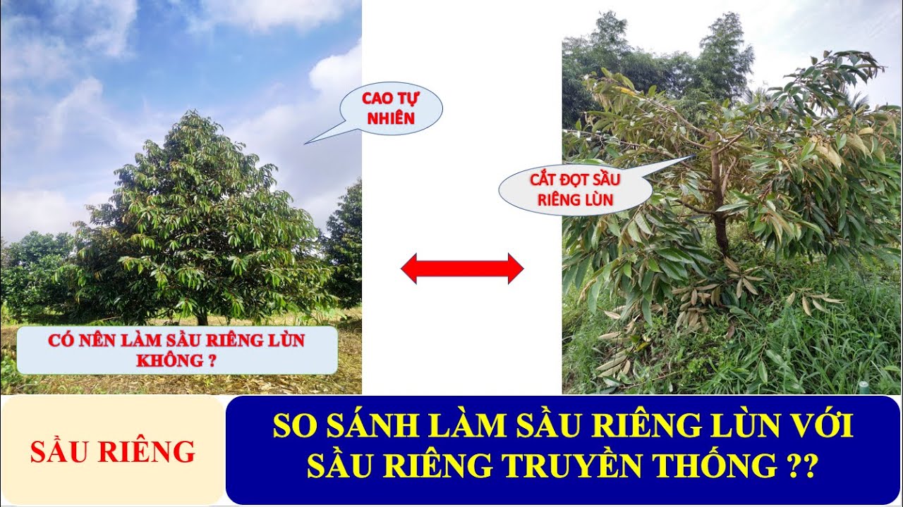 SIÊU PHẨM LÀM SẦU RIÊNG LÙN VÀ SẦU RIÊNG CAO TỰ NHIÊN | CÓ NÊN LÀM SẦU RIÊNG LÙN HAY KHÔNG.
