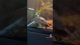 Little Rough Neck Monitor Babies