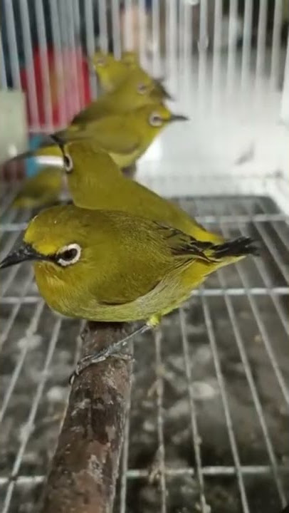 31 Maret 2022 Pleci Dakun Garut harga 150 tiban Kios Arun