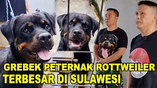 Grebek Peternak Anjing Rottweiler Terbesar Sulawesi