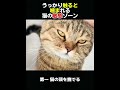 猫が嫌がる撫でてはいけない 3 か所#動物世界 #animals  #動物  #面白い  #funny  #猫のサムネイル