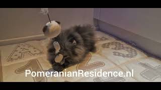 Merle Reutje Leeftijd 3,5 Maanden @PomeranianResidence #pomeranian