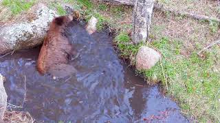 Black Bears Appreciate Mountain Spring