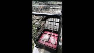 INI DIA TIPS MERAWAT CILILIN AGAR GACOR DAN CEPAT JINAK SERTA MAKAN BAMA