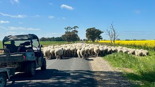 Week 37 - Shearing