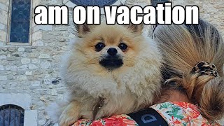 Cute Pomeranian Goes on Vacation | Dog Road Trip to France!🐶