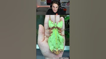 The Life Cycle Of The Leaf Bug