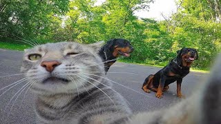 Смешные Коты И Другие Животные / 4 Минуты Смеха / Funny Cats And Other Animals