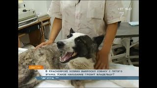 Пьяный красноярец выбросил собаку с балкона 5 этажа Пьяный красноярец выбросил собаку с балкона 5 этажа
