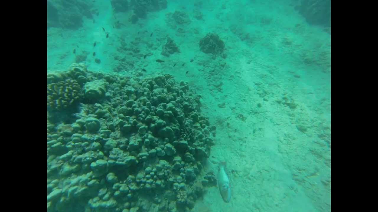 Ewa Beach Freediving YouTube