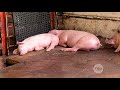Cerdos sugeridos para la producción de carne - La Finca de Hoy