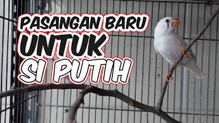 A NEW PARTNER FOR THE WHITE ZEBRA FINCH