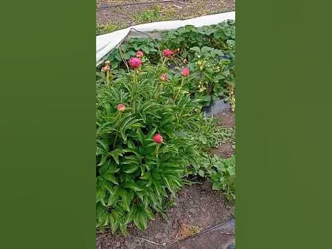 Пион Феликс Суприм (Felix Supreme) и Пион Селебрити (Paeonia Celebrity ...