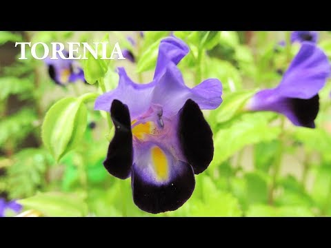 Video: Container Grown Wishbone Flowers – Plantering Wishbone Flower I A Container