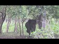 Close Encounter with Wild Elephants in Kabini | Thrilling Jeep Safari in Nagarhole