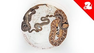 Rattlesnake Gives Birth Under A House