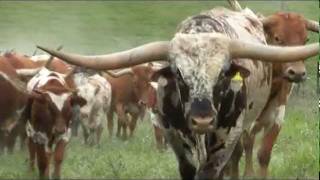 Tempter (the bull) by dickinsoncattle 27,997 views 12 years ago 7 minutes, 20 seconds