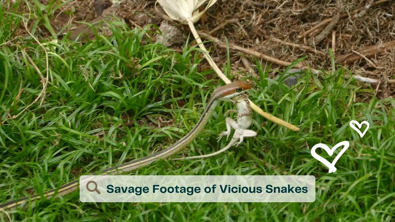 The Most Incredible CLOSE UP - Beautiful - SAVAGE Footage of SNAKES ...