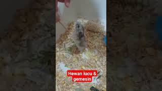 animals lucu hewanlucu