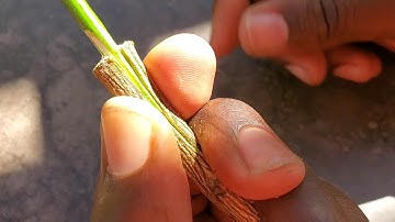 Why my Avocado Grafts are taking this year Pt. 1