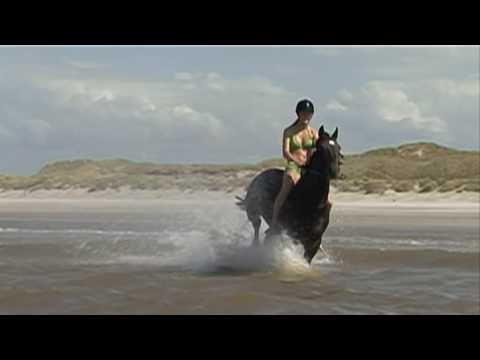 Swimming with horses - Zwemmen met paarden Tersche...