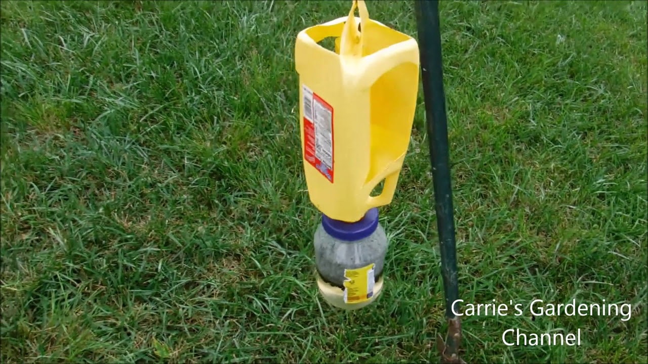 homemade japanese beetle traps