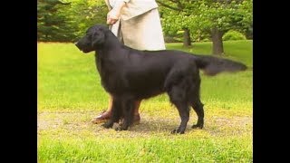 Flat Coated Retriever  フラットコーテッド・レトリーバー  AKC Dog breed series