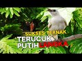 BURUNG TRUCUK PUTIH LANGKA  INIPUN BERANAK PINAK DITANGAN OM MUSLIM - PENANGKAR BERTANGAN DINGIN