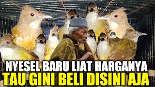 BIKIN KASIHAN ! KAKEK INI BINGUNG CUCAK JENGGOT JAWA BELUM LAKU PADAHAL MURAH CUMA JARANG DI EKSPOS