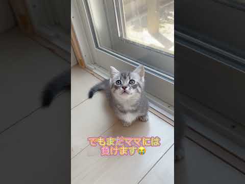 ぼく可愛いマンチカン🩷 【お問合せ詳細は説明欄に記載あります】 #猫 #マンチカン #ミヌエット #子猫販売 #猫のいる暮らし #猫動画 #ブリーダー直販 #ラパーマ #子猫 #スクーカム